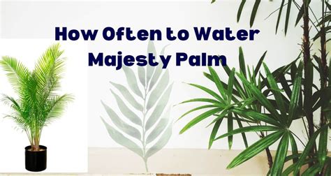 majesty palm water levels